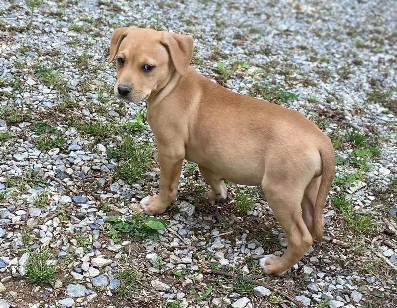 A baby large-sized female Mixed Breed dog named Ms Cassiopa for adoption in Fond Du Lac, WI