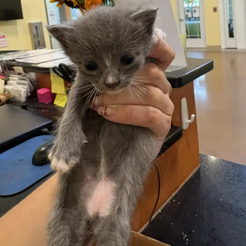 A baby small-sized male Gray / Blue / Silver Domestic Short Hair cat named Goblin for adoption in Lynchburg, VA