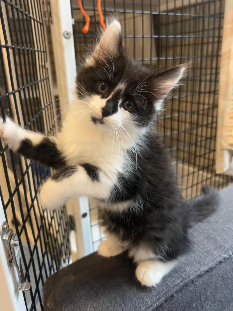 A baby small-sized male Black & White / Tuxedo Tuxedo cat named Journey for adoption in Wheaton, IL
