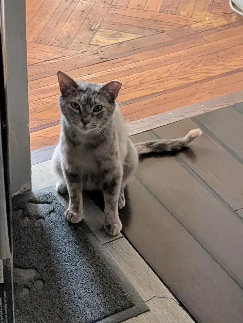 An adult medium-sized female Dilute Tortoiseshell Domestic Short Hair cat named Angelou for adoption in Brooklyn, NY