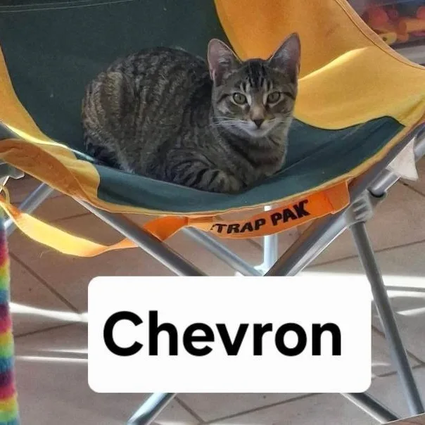 A young medium-sized female Tabby (Brown / Chocolate) Domestic Short Hair cat named Chevron for adoption in Gresham, WI