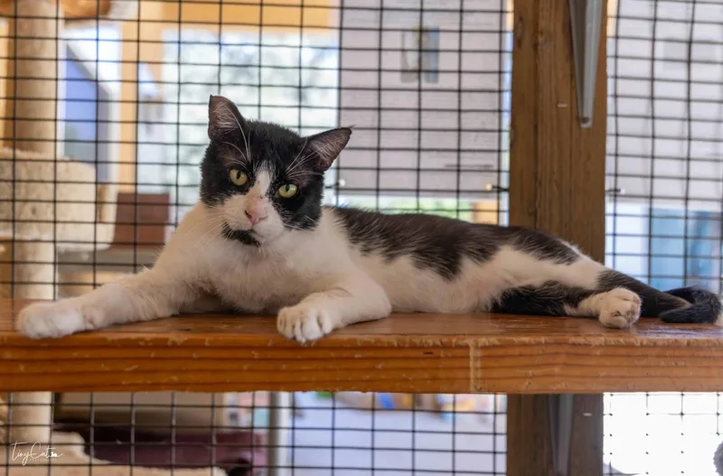 A young medium-sized male Domestic Short Hair cat named Oreo Stuffins for adoption in Lincoln, CA