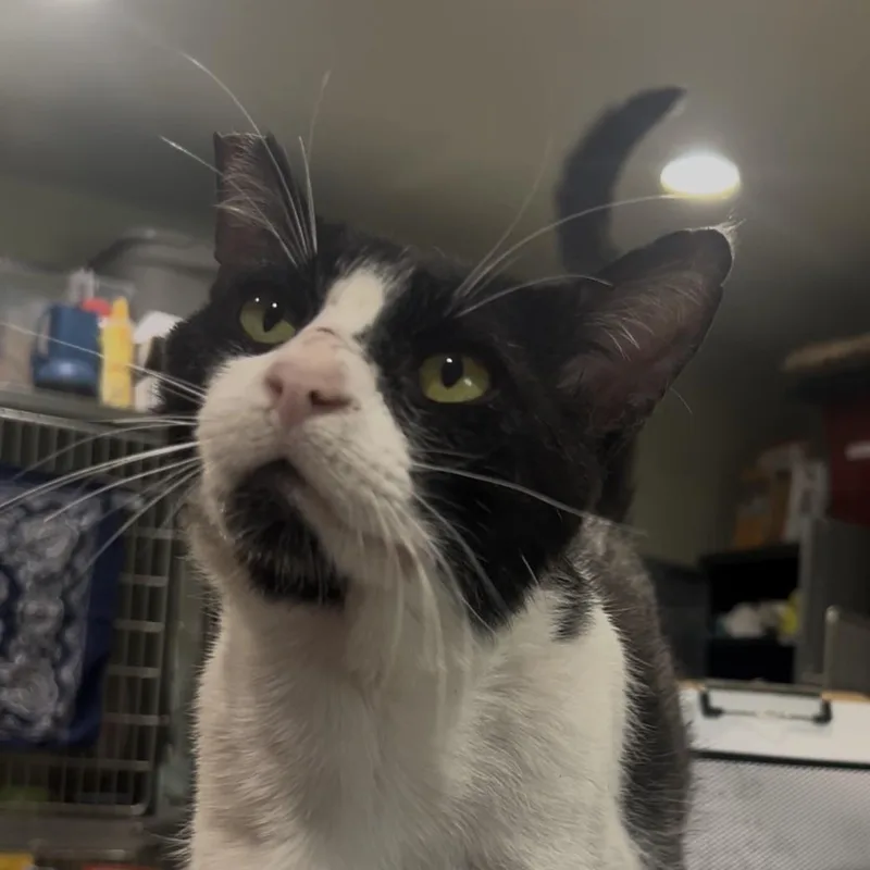 Oreo Stuffins thumbnail 3