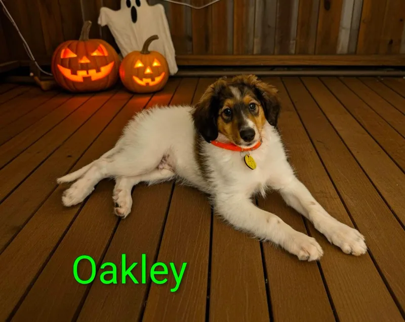 Oakley