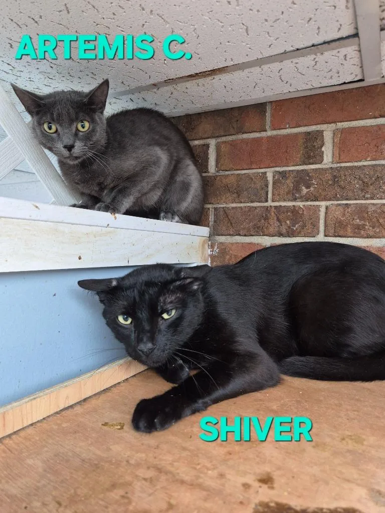 A young medium-sized male Domestic Short Hair cat named Shiver for adoption in Rome, GA