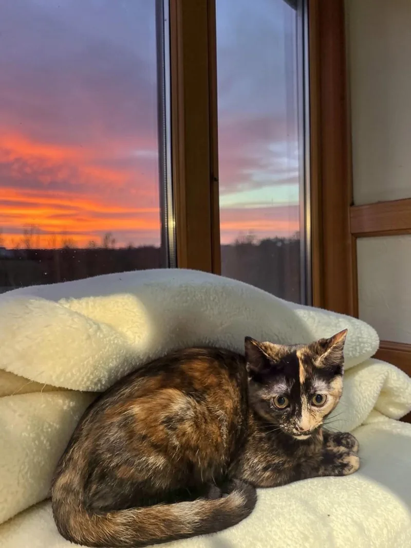 A baby medium-sized female Domestic Short Hair cat named Firefly for adoption in Champaign, IL