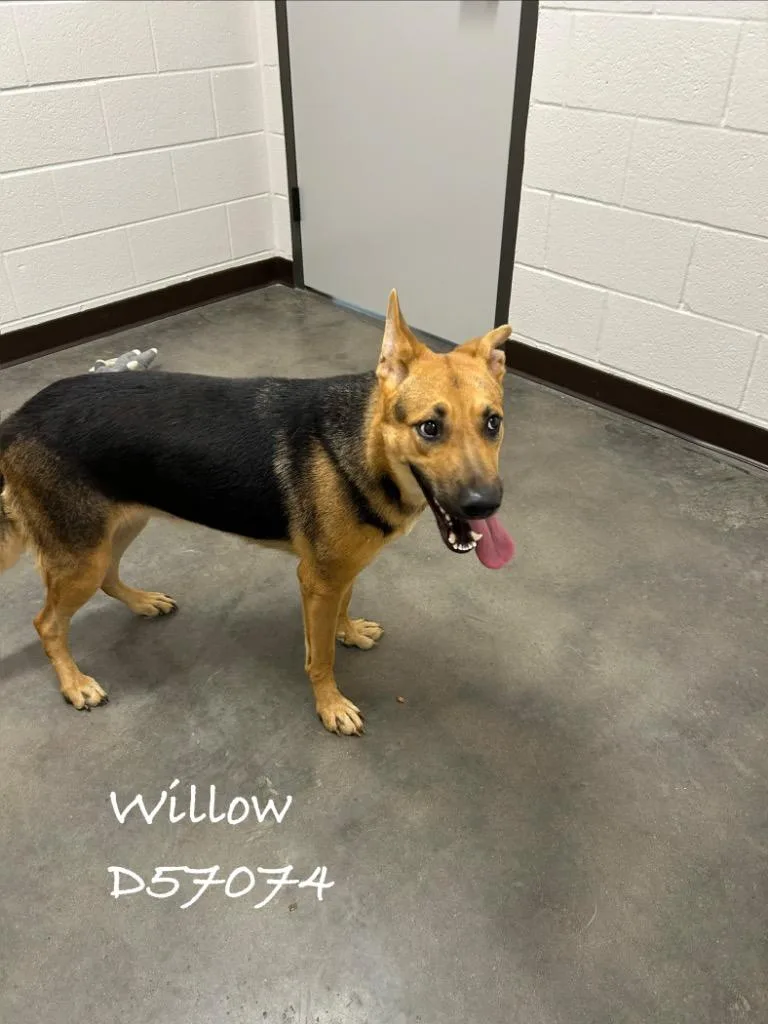 Willow