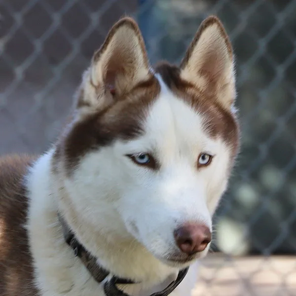 An adult medium-sized female Red / Chestnut / Orange Husky dog named Sierra for adoption in Phoenix, AZ