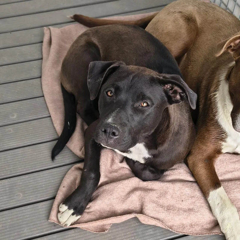 An adult medium-sized female Black Mixed Breed dog named Morgan for adoption in Spokane, WA