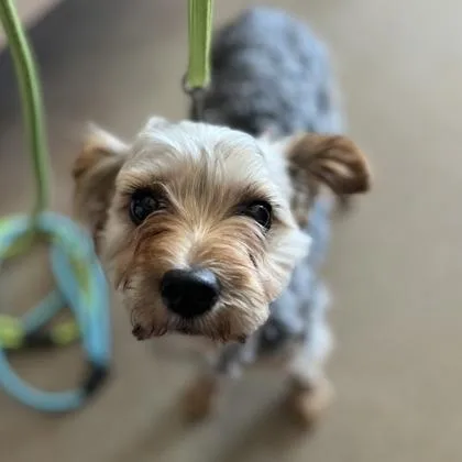 An adult small-sized male Mixed Breed dog named Mario for adoption in Janesville, WI