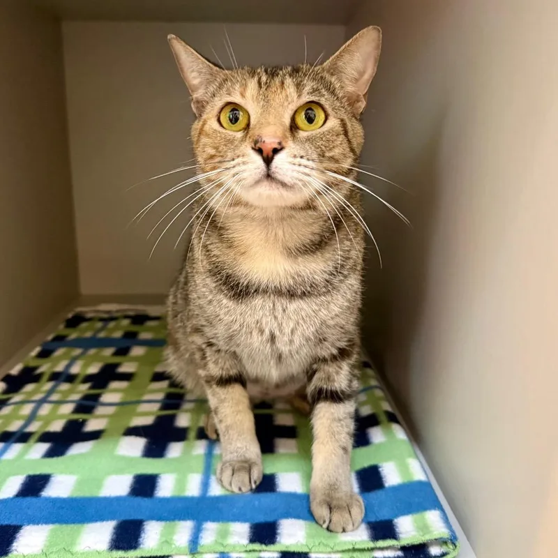 A young medium-sized female Brown / Chocolate Domestic Short Hair cat named Judy Hopps for adoption in Sarasota, FL