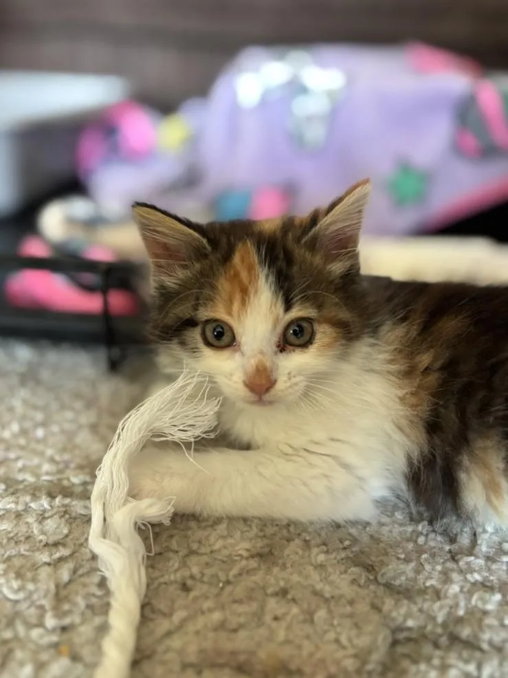 A baby small-sized female Domestic Long Hair cat named Honey for adoption in Santa Cruz, CA