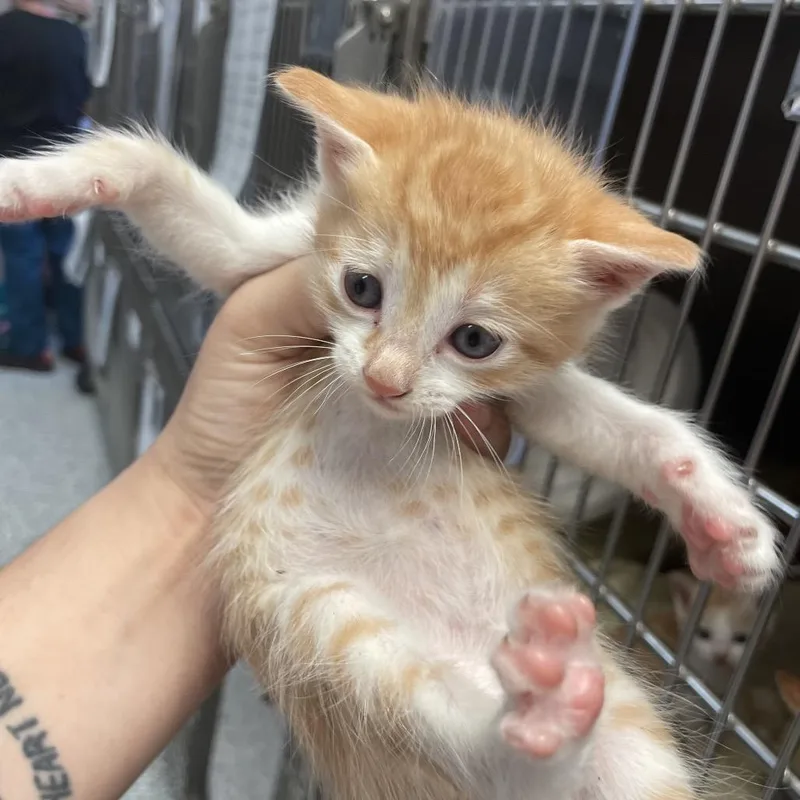 A baby small-sized male Orange / Red Domestic Short Hair cat named Rascal for adoption in Port Charlotte, FL