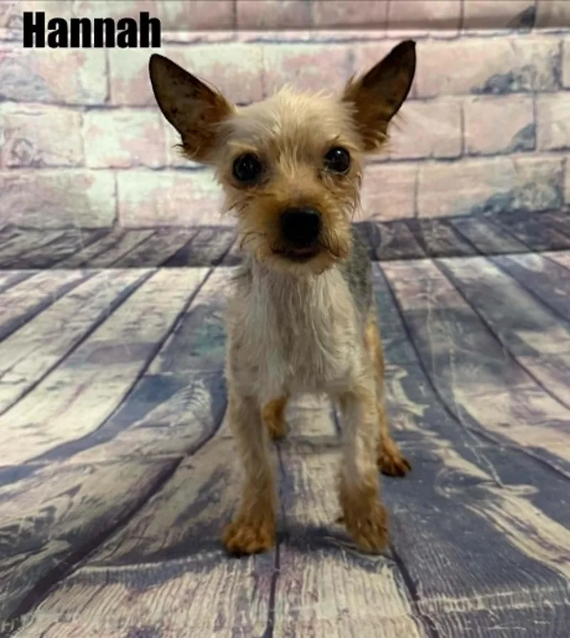 A senior small-sized female Golden Yorkshire Terrier dog named Hannah for adoption in Quincy, MI