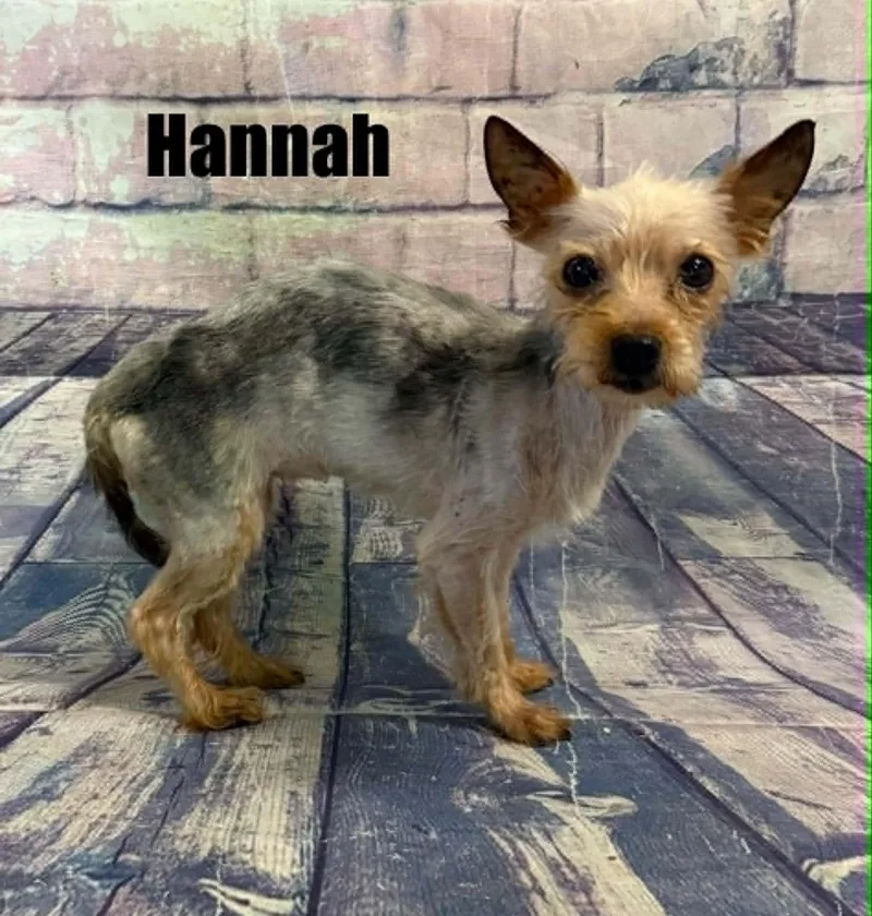 Hannah thumbnail 3