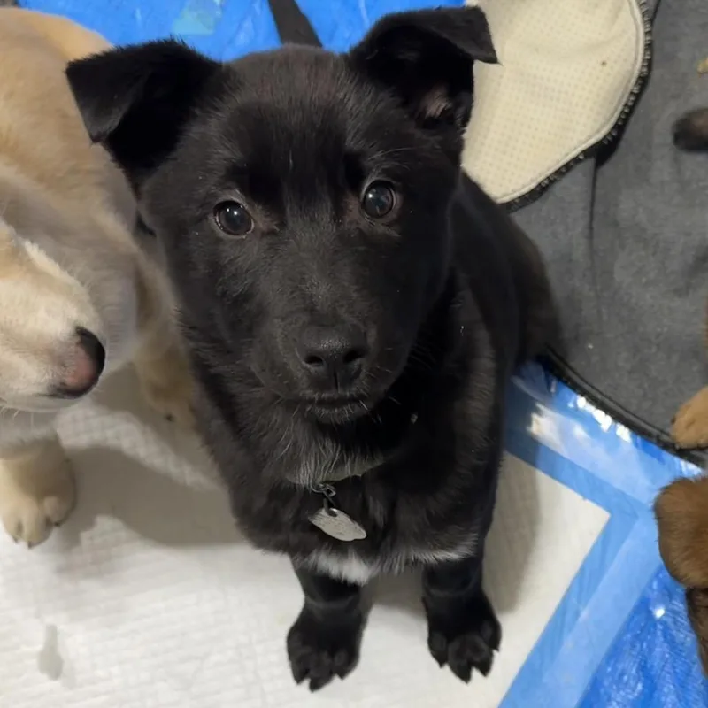 Dragonfly thumbnail 2