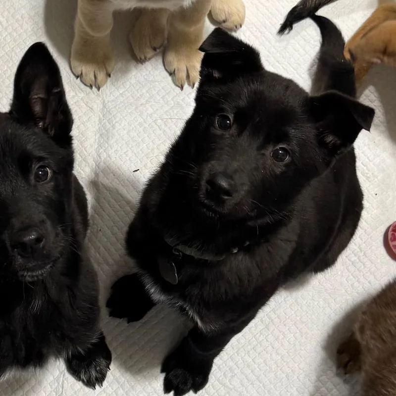 Dragonfly thumbnail 3