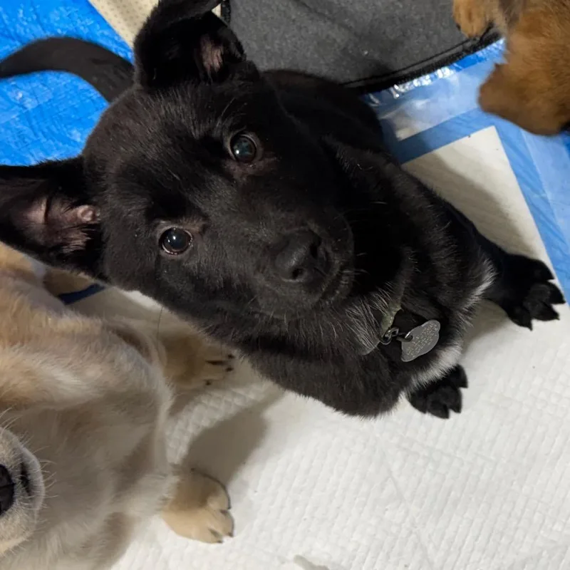 Dragonfly thumbnail 4