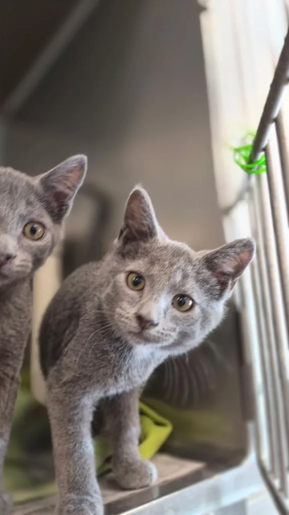 A baby medium-sized female Domestic Short Hair cat named Ellie for adoption in Portland, IN