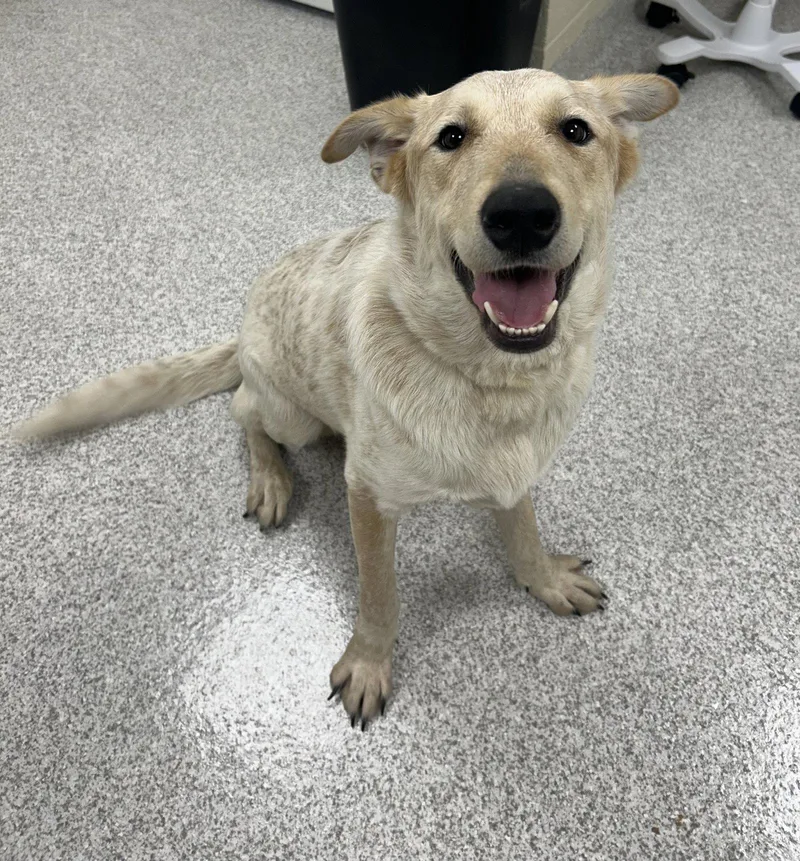 A young medium-sized male Cattle Dog dog named Clyde for adoption in Lancaster, PA