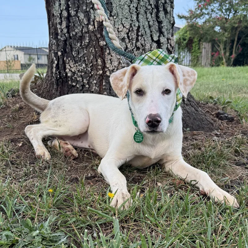 A young medium-sized female White / Cream Mixed Breed dog named Tova for adoption in Columbia, SC