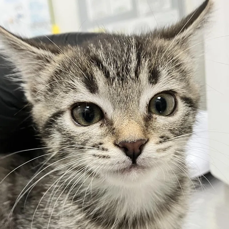 A baby small-sized female Gray / Blue / Silver Domestic Short Hair cat named Donut for adoption in Las Cruces, NM