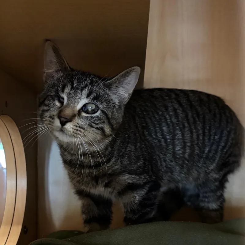 A young medium-sized male Brown / Chocolate Domestic Short Hair cat named Tagalong for adoption in Washington Township, OH