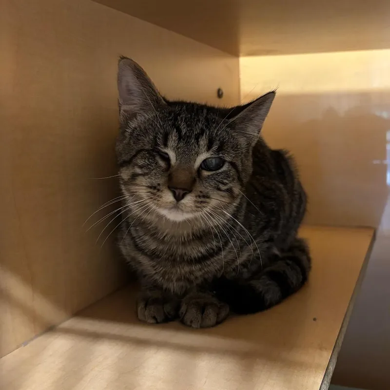 Tagalong thumbnail 2