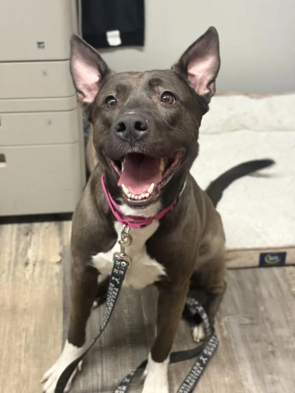 An adult large-sized female Akita dog named Raina for adoption in Lancaster, OH