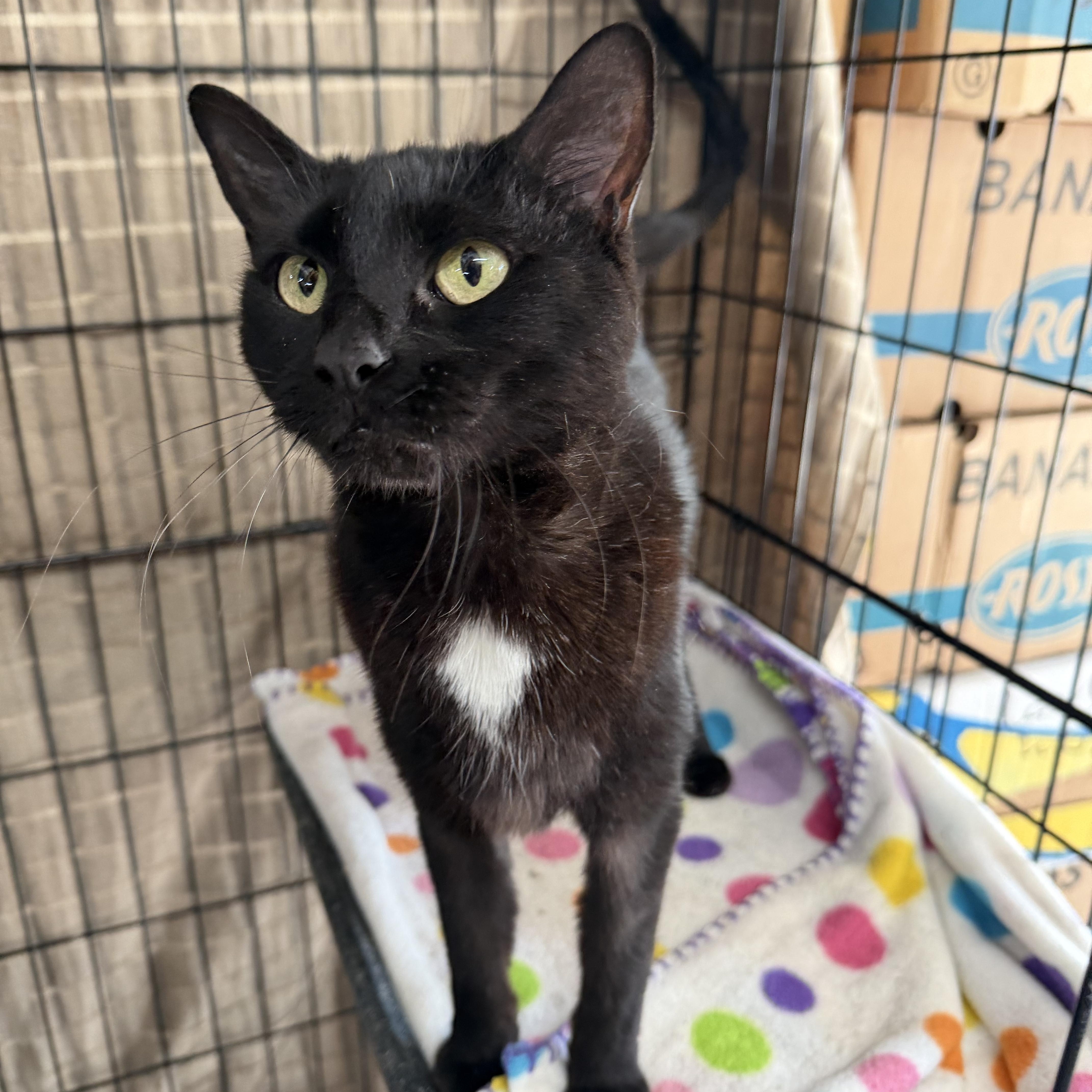 An adult medium-sized female Black & White / Tuxedo Domestic Short Hair cat named Louise for adoption in Mauston, WI