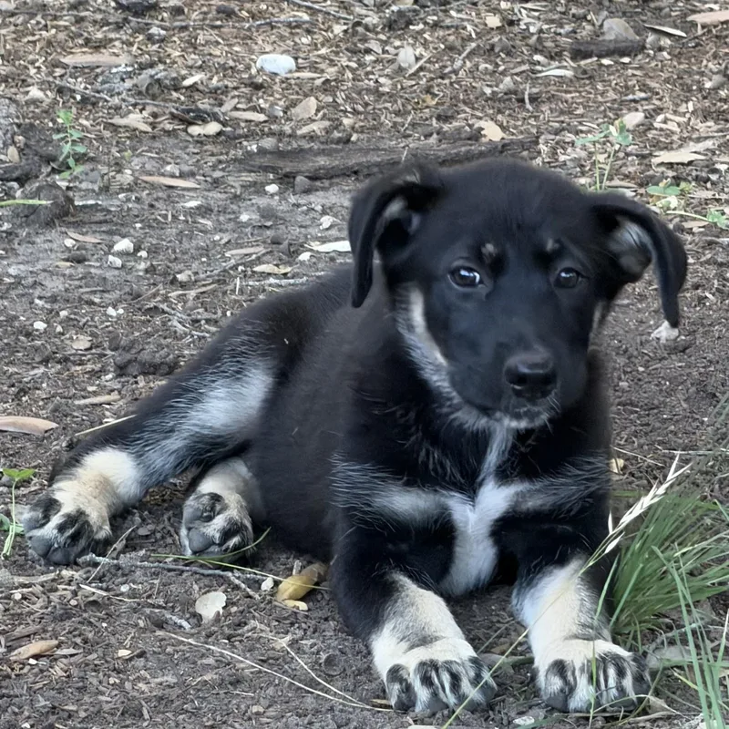 A baby medium-sized female Black German Shepherd Dog dog named Kim for adoption in Boerne, TX
