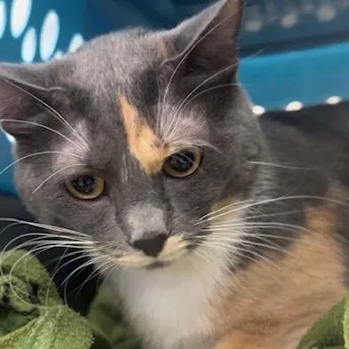 An adult large-sized female Gray / Blue / Silver Domestic Short Hair cat named Charlotte for adoption in Glenwood, MN