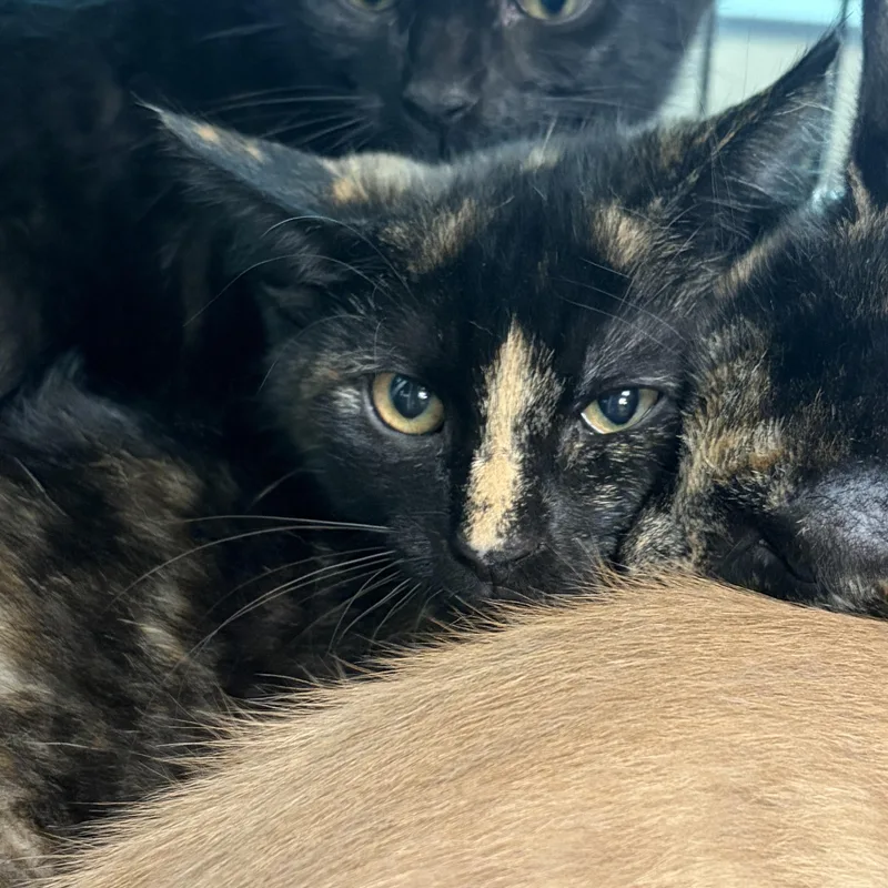 A baby medium-sized female Tortoiseshell Domestic Short Hair cat named Ziti for adoption in Charleston, SC