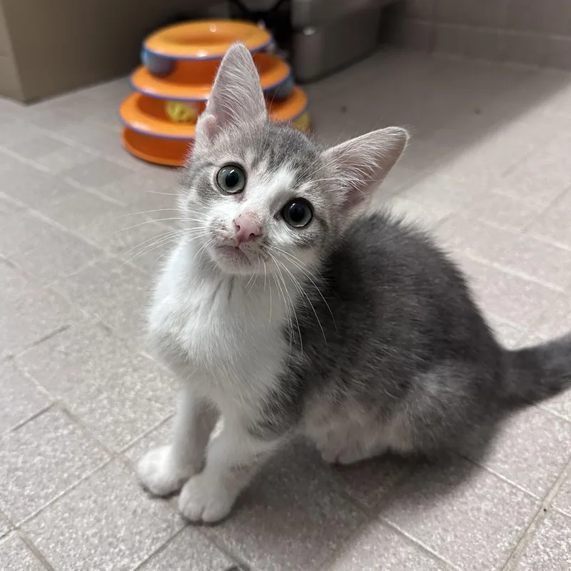 A young medium-sized male Gray & White Domestic Short Hair cat named Submarine for adoption in East Northport, NY