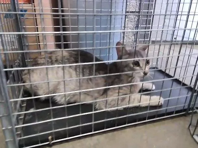 A young small-sized female Domestic Short Hair cat named Annie for adoption in Tulsa, OK