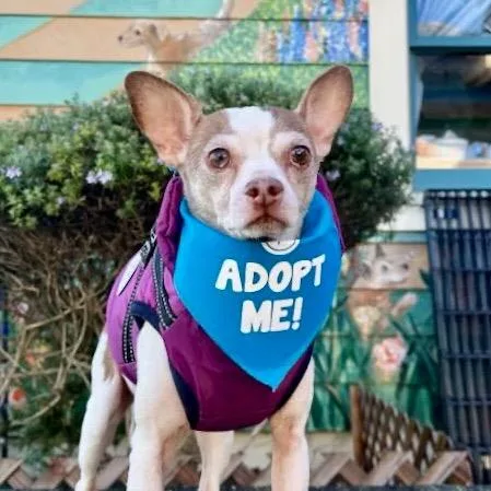 A senior small-sized male White / Cream Terrier dog named Maxim for adoption in San Francisco, CA