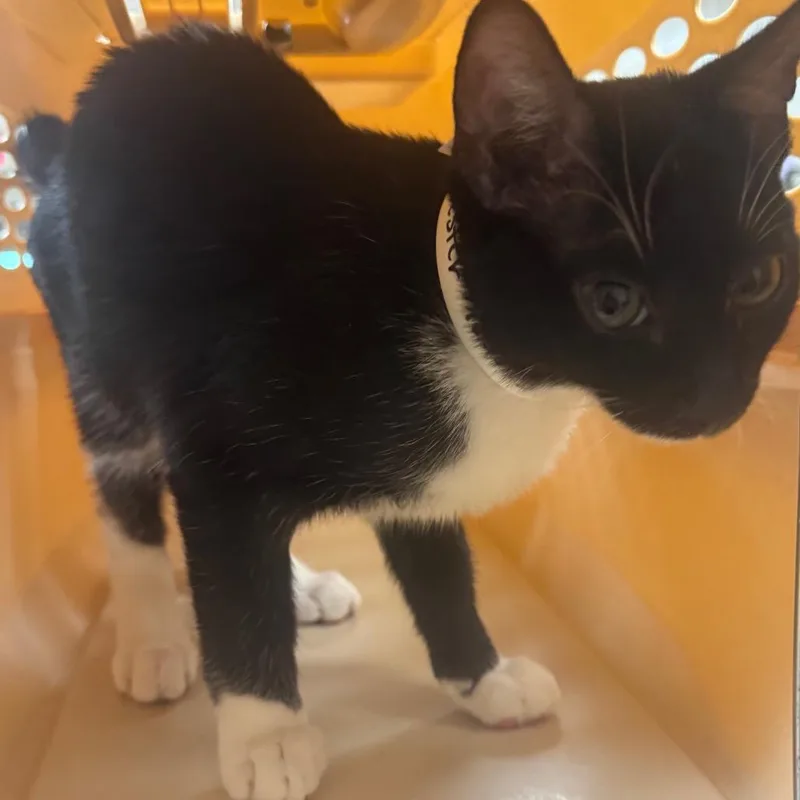 A baby medium-sized male Black Domestic Short Hair cat named Sylvester for adoption in Birmingham, AL