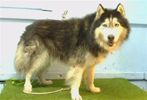 An adult large-sized male Alaskan Malamute dog named Coal for adoption in Gardena, CA