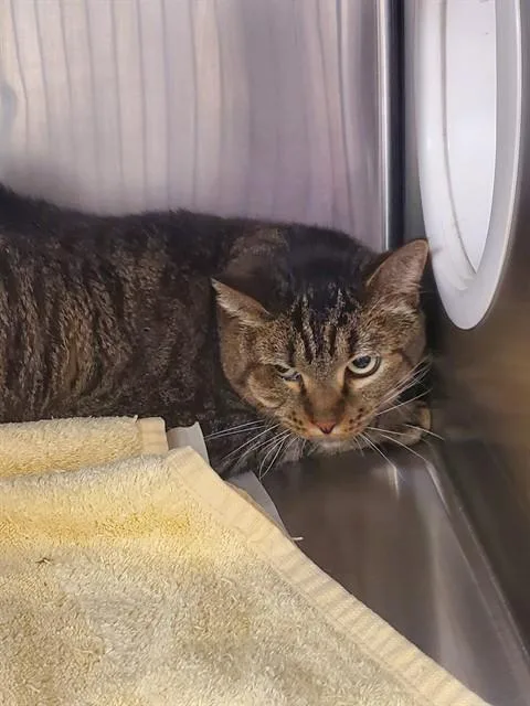 An adult small-sized female Domestic Short Hair cat named Piper for adoption in Castaic, CA