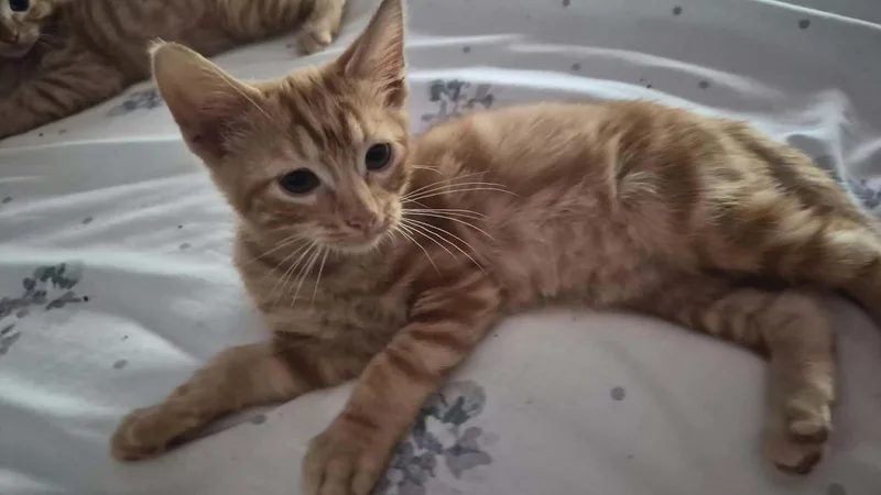 A baby medium-sized female Tabby (Orange / Red) Tabby cat named ObiWan Kenobi FFC for adoption in Omaha, NE