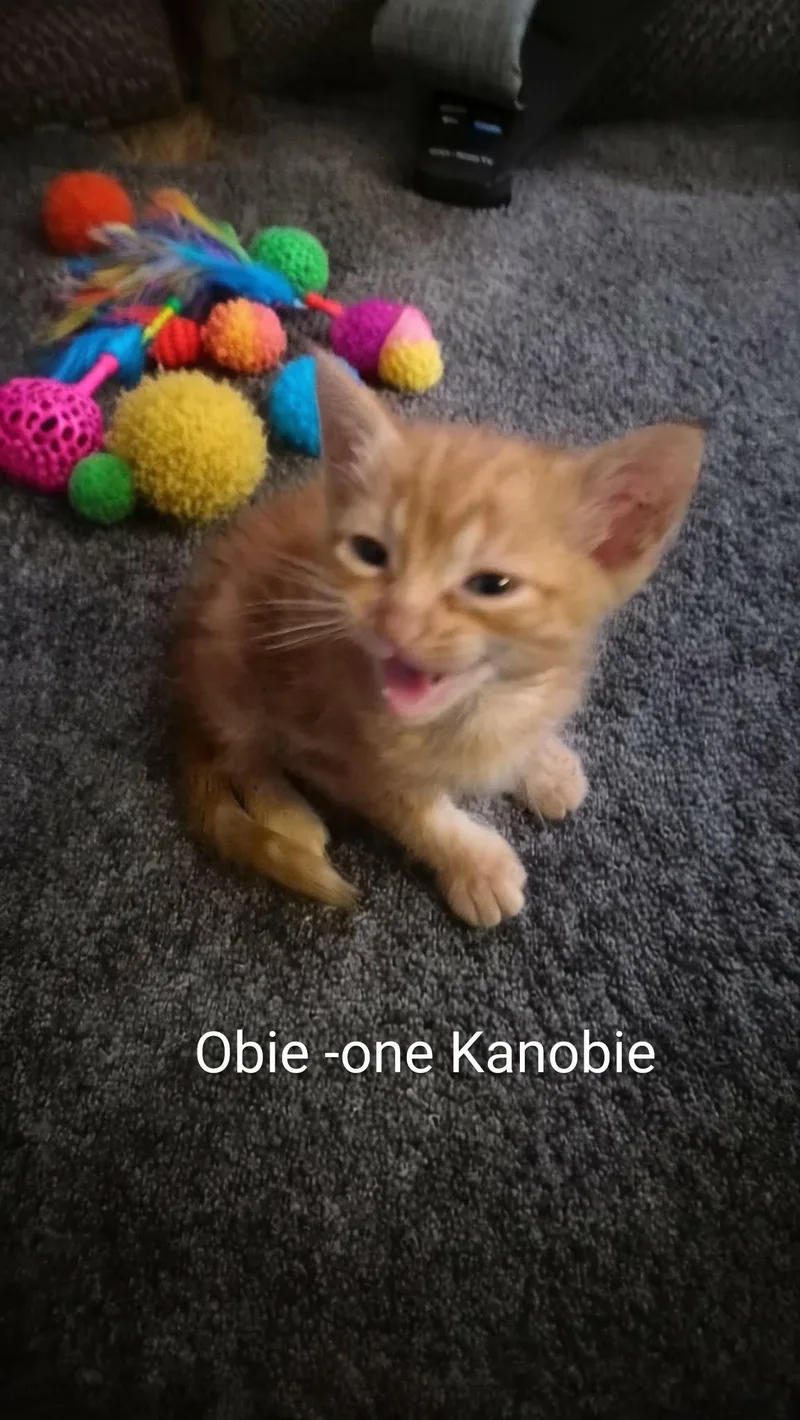 ObiWan Kenobi FFC thumbnail 2
