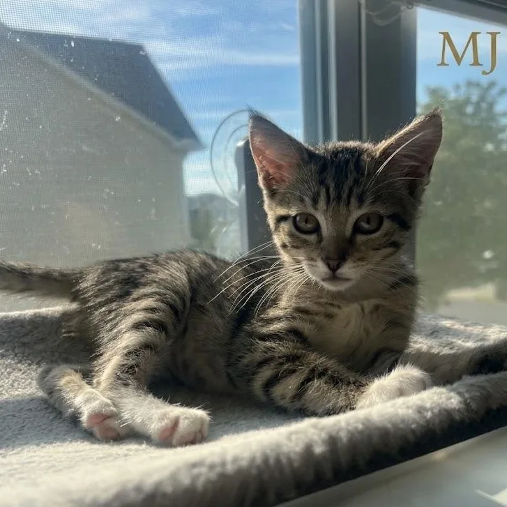 A baby medium-sized female Tabby (Buff / Tan / Fawn) Domestic Short Hair cat named MJ...your friendly neighborhood cuddle for adoption in Murfreesboro, TN