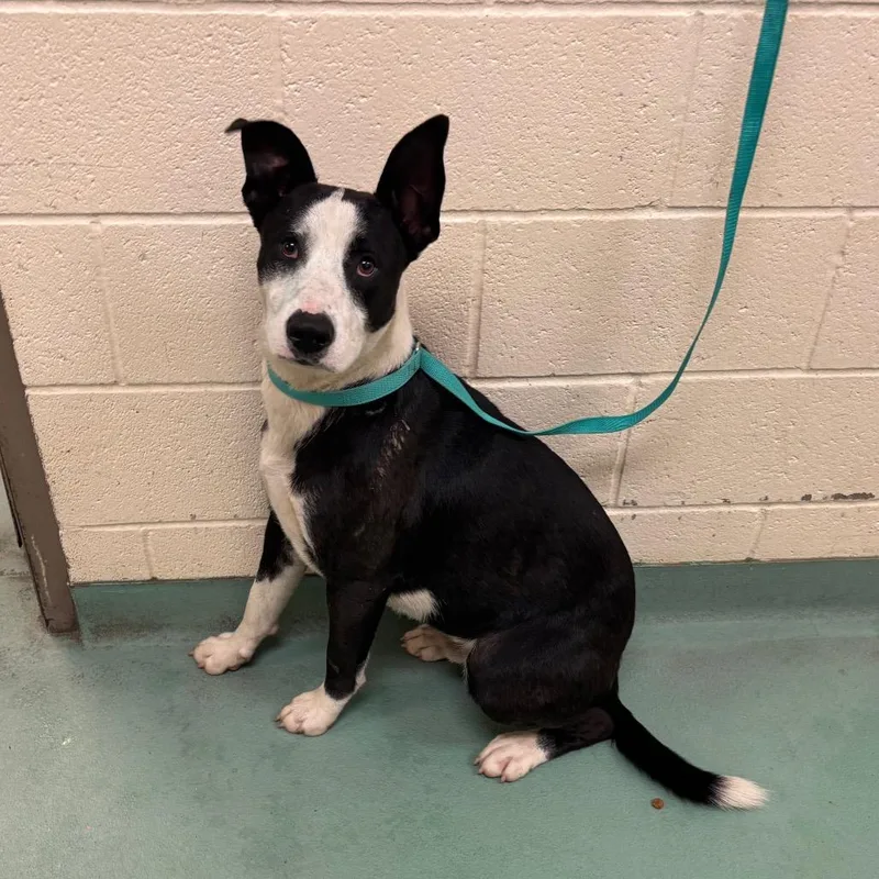 A young medium-sized male Black Mixed Breed dog named Sampson for adoption in Memphis, TN