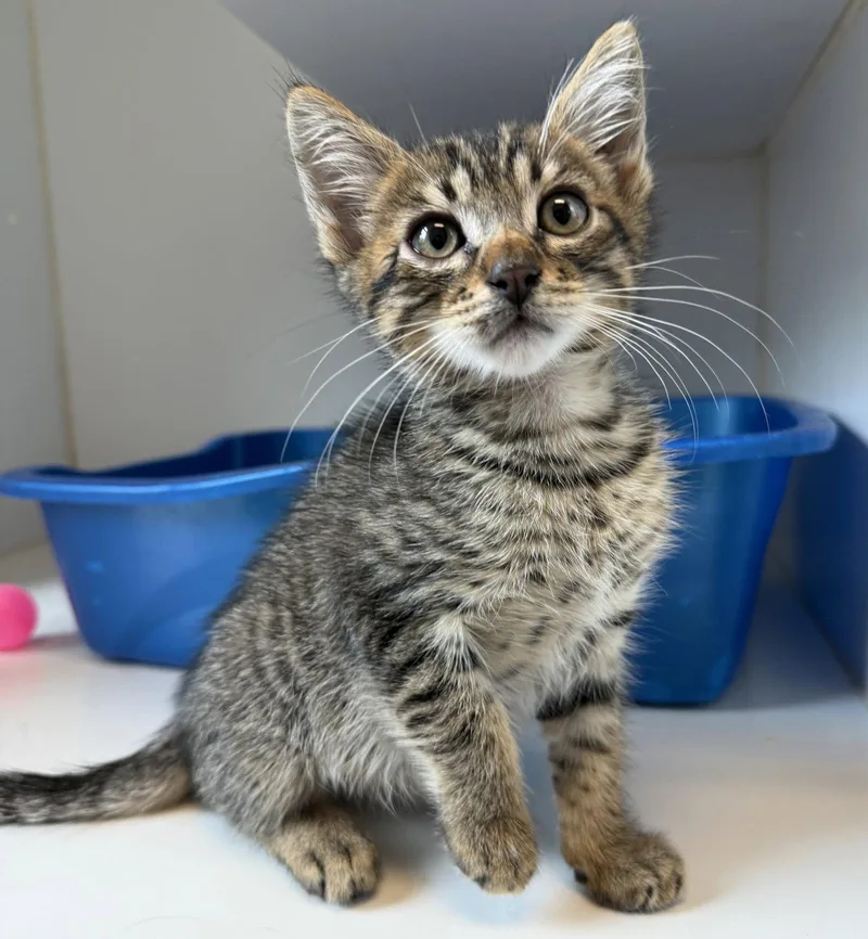 A baby small-sized male Brown / Chocolate Domestic Short Hair cat named Bramble for adoption in Oakland, CA