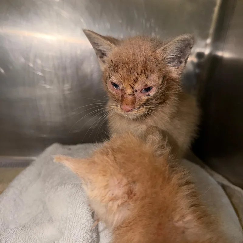 A baby small-sized male Buff / Tan / Fawn Domestic Short Hair cat named Pumpkin for adoption in Winston-Salem, NC