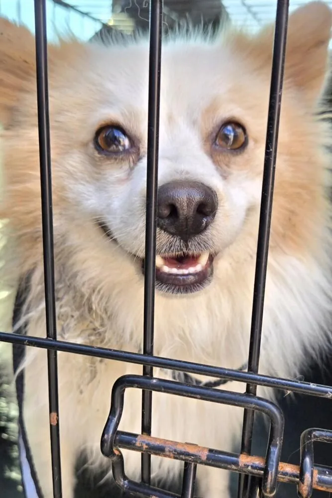 An adult small-sized male Pomeranian dog named Sammy for adoption in Dallas, TX