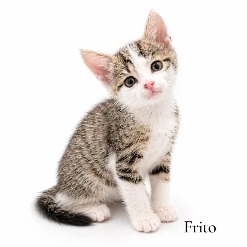 A baby medium-sized male Tabby (Buff / Tan / Fawn) Domestic Short Hair cat named Frito for adoption in Stevensville, MI