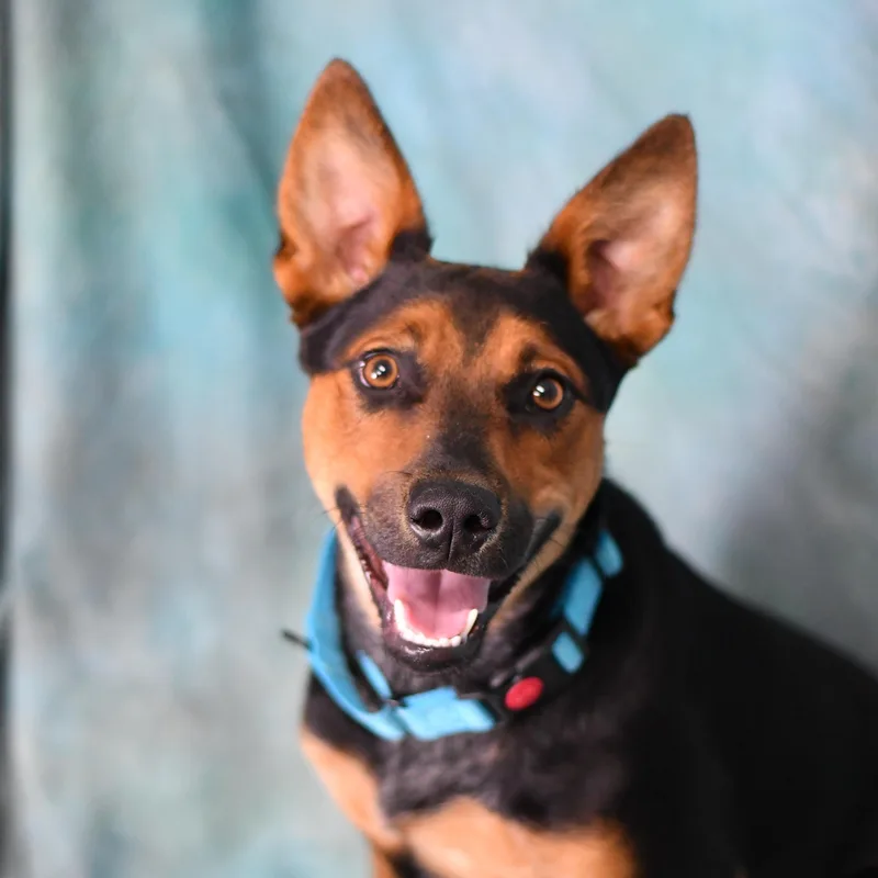 An adult medium-sized male Mixed Breed dog named Duke for adoption in Defuniak Springs, FL