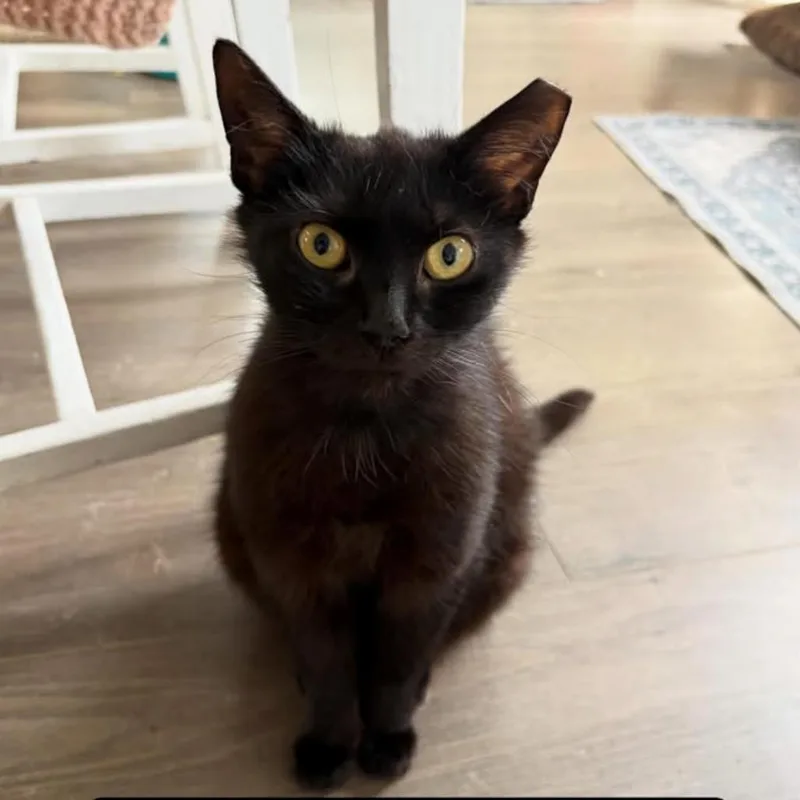 A young small-sized female Black Domestic Short Hair cat named Cricket for adoption in Pittsburgh, PA