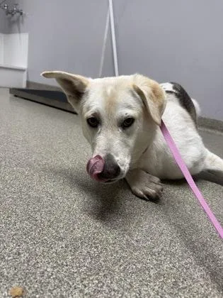 A young large-sized female German Shepherd Dog dog named Jade for adoption in Pequot Lakes, MN